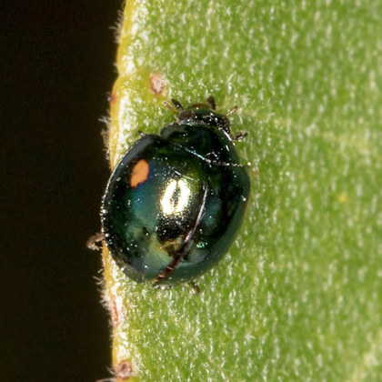 Ladybird (Orcus sp) (Orcus sp)